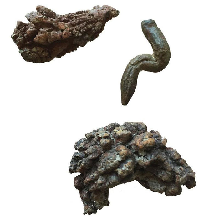 Turtely Awesome Turtle Poop